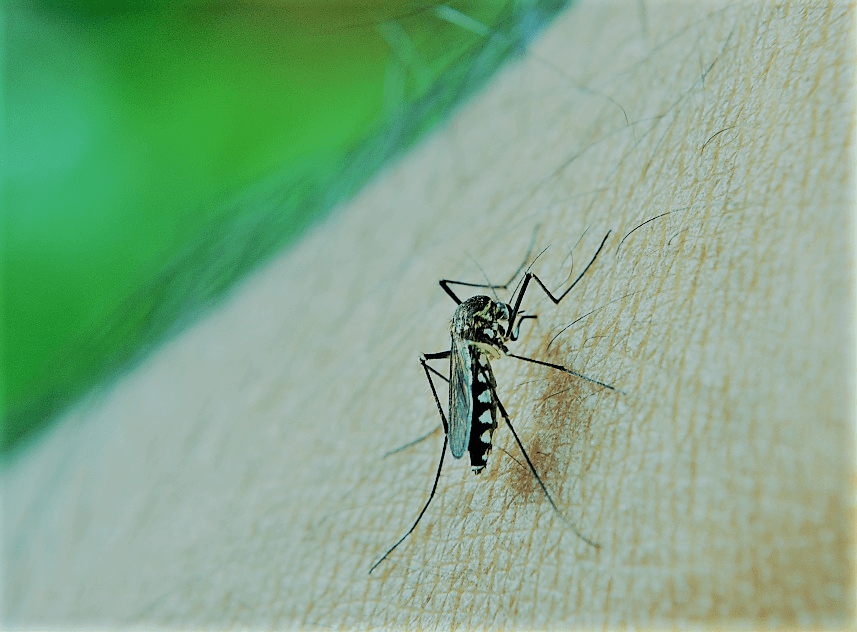 malaria